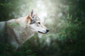 Wolfdog in a green scenery