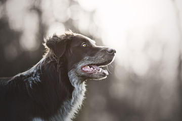 Border collie, puppy, playing