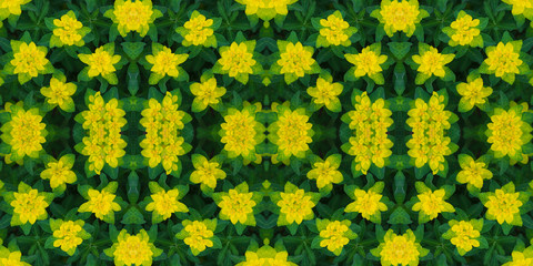 Floral seamless pattern. Banner. Abstract floral background, ornament. Bright yellow flowers texture. Euphorbia epithymoides or cushion spurge