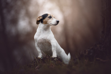 Jack russel terrier, dog, natural environment