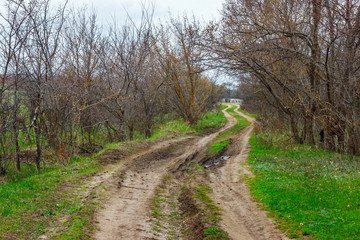 Fototapeta na wymiar The unpaved country road leading through the leafless forest at the early spring time