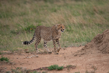 Cheetah on the prowl in Masai Mara