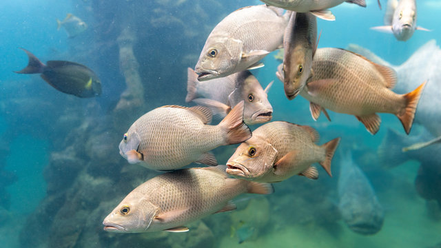 Red Snapper fish school in the tropical sea