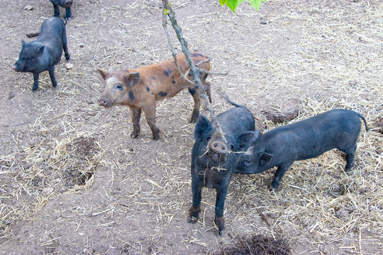 Allevamento di maialini