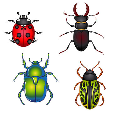 Vector illustration with insect beetles. Set isolated on white background. Ladybird, beetle deer, green beetle, calligrapha serpentina