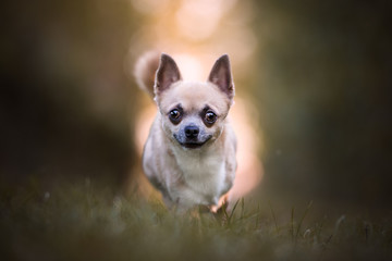 Chiuhauha dog in a wood 