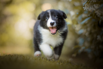 Border collie, puppy, playing