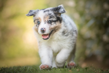 Border collie, puppy, playing