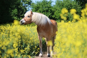 beautiful Haflinger horse portrait in a rape seed field