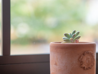 窓辺に飾られたミニサボテンと素焼きの植木鉢