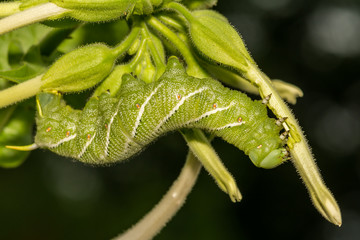 Tobacco Hornworm (Manduca sexta)