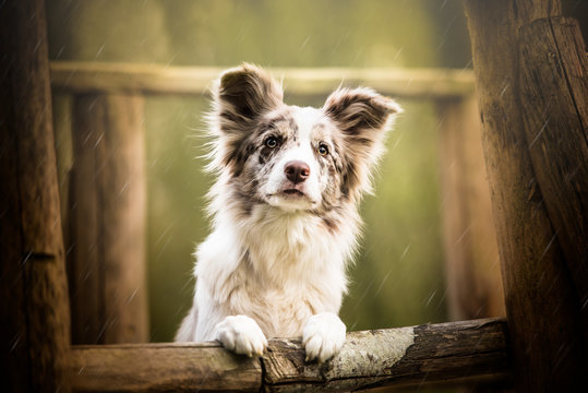 Border Collie, Puppy, Playing