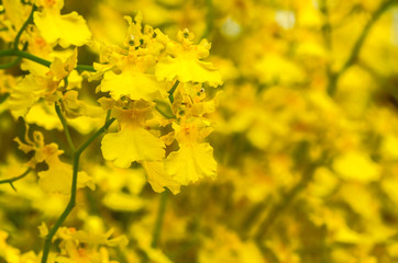 Group of yellow oncidium orchid flowers blossom in flower garden