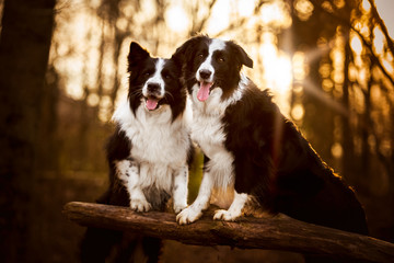 Border collie, puppy, playing