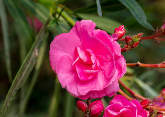 beautiful bright rose flower close-up in the garden, oleander on a green background