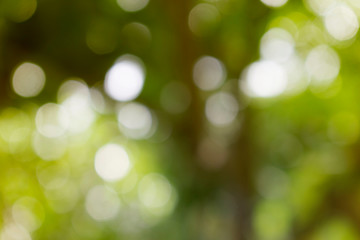 Background, yellow green leaves, beautiful blur