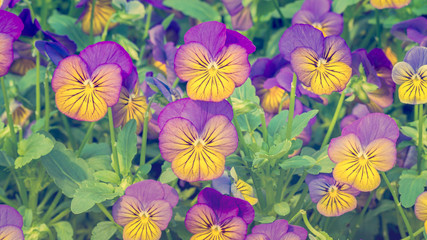 Group of yellow with purple color pansy flowers in spring time