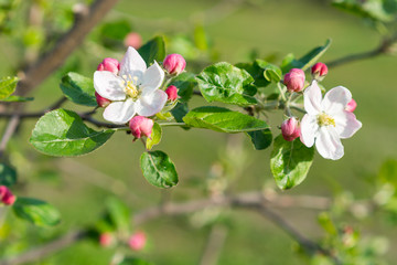 Honey bee pollinating apple blossom. The Apple tree blooms. Spring flowers