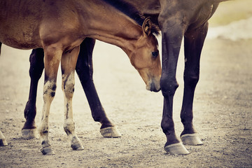 Red foal sporting breed