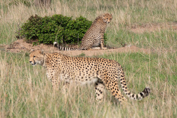 two cheetahs one in focus one out of focus