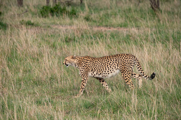 cheetah stalking in the grass