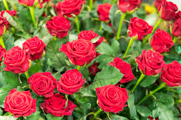 Fresh, natural red roses with green leaves. background