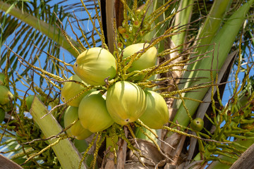 Bunch of fresh young coconuts on green palm tree in Thailand