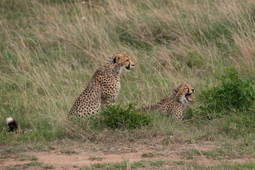 two cheetahs in grass one sitting one lying down