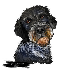 German Wirehaired Pointer puppy digital art illustration isolated on white. Popular puppy portrait with text. Cute pet hand drawn portrait. Graphic clip art design.