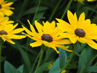 Yellow flowers on a green background