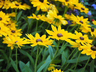 Obraz premium Field of yellow flowers in the garden