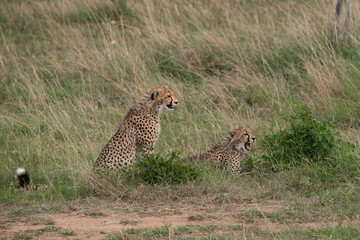 two cheetahs sitting in the grass in the Masai Mara