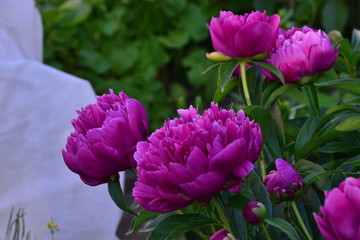 Fototapeta premium pink flowers in the garden
