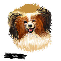 Phalene dog portrait isolated . Digital art illustration for web, t-shirt print and puppy food cover design, clipart. Epagneul Nain, Continental Moth-eared toy spaniel, drop-eared Papillion.