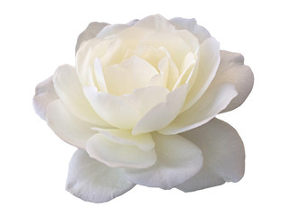 White rose flower on a white background