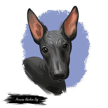 Peruvian Hairless dog portrait isolated. Digital for web, t-shirt print and puppy food cover design, clipart. Perro Sin Pelo de Peru, Inca Dog, Viringo, Peruvian Inca Orchid, Calato, Dielmatian.