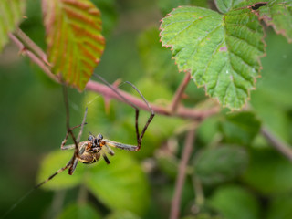 Spider in their natural environment.