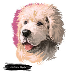 Polish Tatra Sheepdog dog portrait isolated on white. Digital art illustration of hand drawn dog for web, t-shirt print, puppy food cover design. Breed of Tatra Mountains, Vlachian Romanian shepherds
