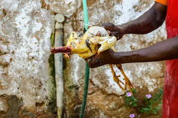 Cook stripping fresh chicken from the traditional manual way in the countryside farm.