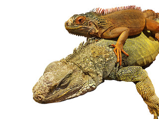 lizard isolate on white background