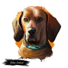 Redbone Coonhound dog portrait isolated on white. Digital art illustration of hand drawn dog for web, t-shirt print and puppy food cover design. Reds breed of dog used for hunting, Redbone Coonhound.