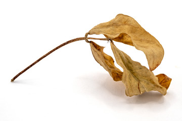 dry mung bean leaves isolated on white background