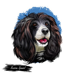 Russian Spaniel dog portrait isolated on white. Digital art illustration for web, t-shirt print and puppy food cover design. Rosyjski Spaniel, cross breeding English Cocker and Springer Spaniels.