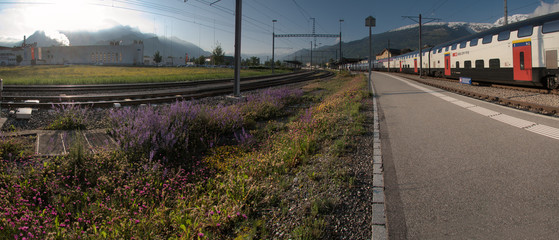 Naklejka premium Wildflowers growing by the platform of Sargans railway station, Switzerland