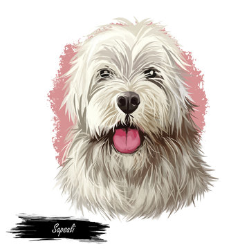 Sapsali dog portrait isolated on white. Digital art illustration of hand drawn dog for web, t-shirt print and puppy food cover design. Shaggy South Korean breed of dog, Sapsal Gae Sapsaree.