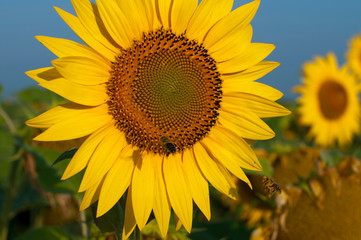 Obraz premium bright sunflowers on a large field on a sunny day
