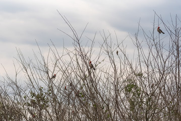 Flock of Paroaria coronata birds landed and in the natural habitat