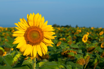 bright sunflowers on a large field on a sunny day