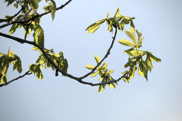Aesculus hippocastanum; Horse Chestnut foliage in evening light, Rorschacherberg in Switzerland