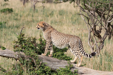 Cheetah on a log